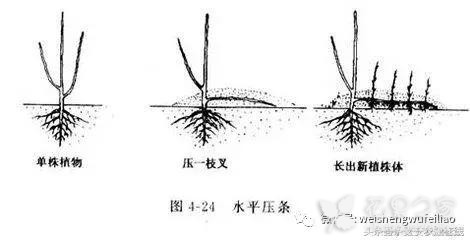 三种压条繁殖法，果树花卉都管用，太实用了！