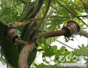 三种压条繁殖法，果树花卉都管用，太实用了！