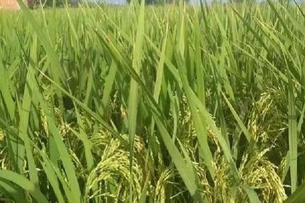 水稻什么时候用芸苔素好 使用方法及技巧