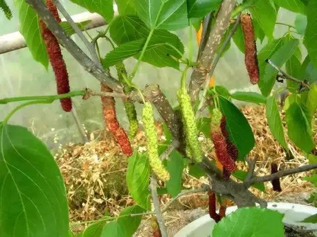 台湾长果桑能在阳台盆栽起来，味道好产量高，吃的健康吃的放心 …