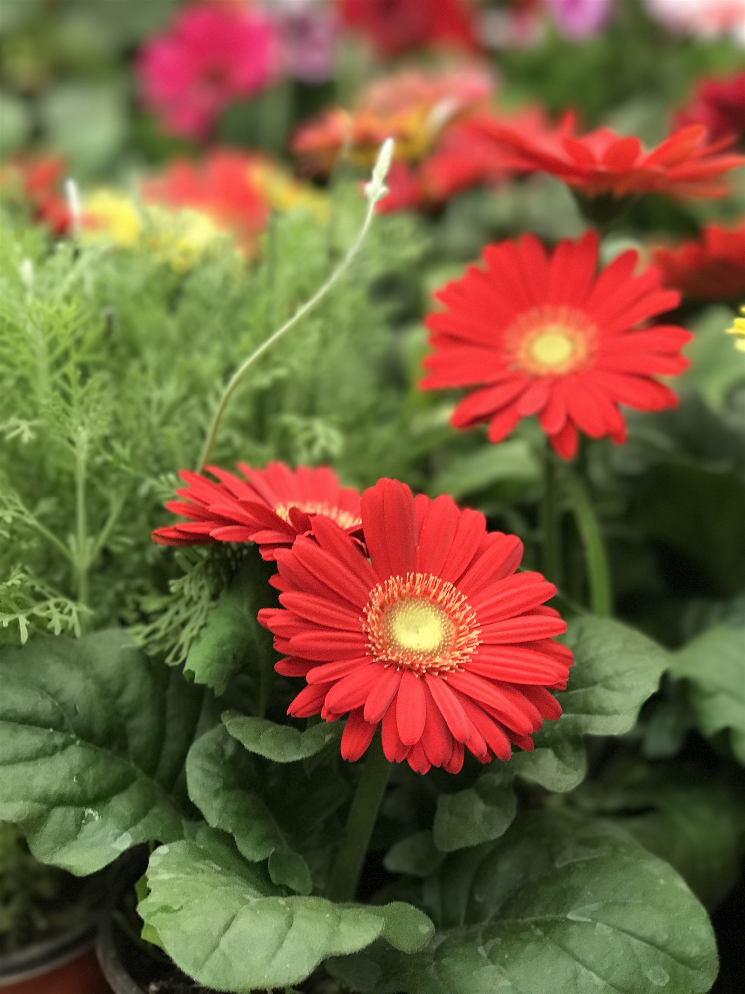 扶郎花不同颜色花语，可以摆在家里吗