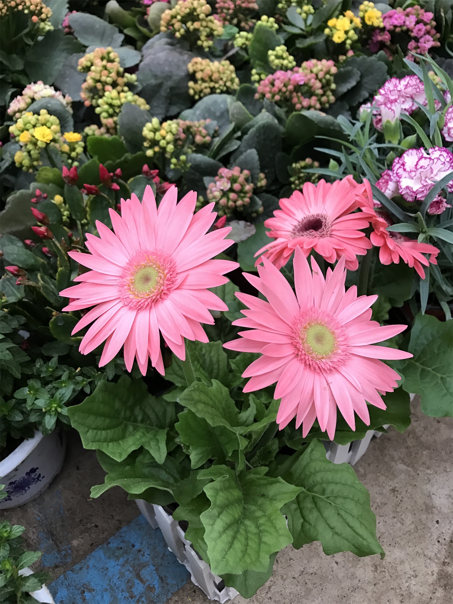 扶郎花不同颜色花语，可以摆在家里吗