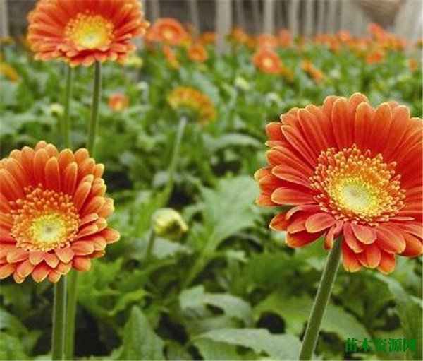 扶郎花怎么养 扶郎花插花瓶能养多久