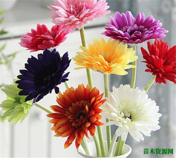 扶郎花怎么养 扶郎花插花瓶能养多久