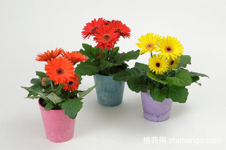 扶郎花怎么养护，扶郎花的养护有哪些