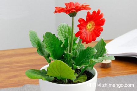 扶郎花怎么养护，扶郎花的养护有哪些