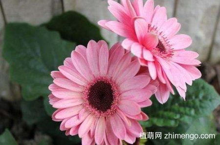 扶郎花怎么养护，扶郎花的养护有哪些