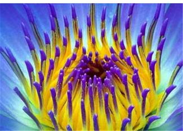 睡火莲插花瓶里怎么养 睡火莲的花语寓意
