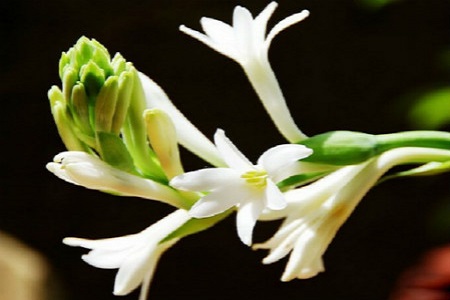 家居插花常用配花