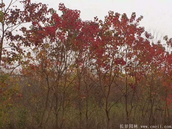 乌桕树花语是什么？