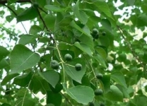 乌桕√植物名称√植物百科