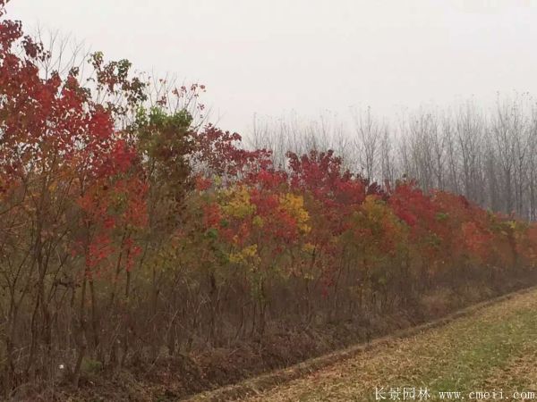乌桕树花语是什么？