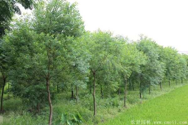 乌桕树花语是什么？