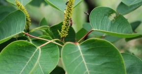 乌桕√植物名称√植物百科