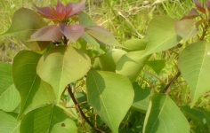 乌桕√植物名称√植物百科