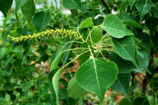 乌桕的种植方法和养护技巧(乌桕冬天能栽活吗)