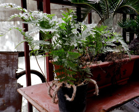 关于白毛蛇的文献记载