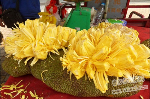 菠萝蜜的核能吃吗？菠萝蜜的核怎么吃？