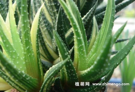鹰爪十二卷锦怎么养，5种养护方法