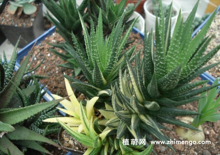 鹰爪十二卷锦怎么养，5种养护方法