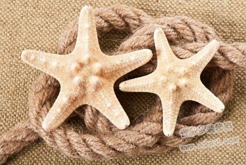 海星怎么吃？海星能吃吗？海星吃什么？