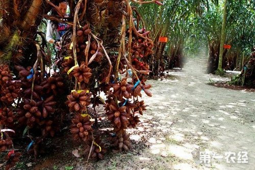 蛇皮果产地在哪？蛇皮果产地分布及栽培介绍