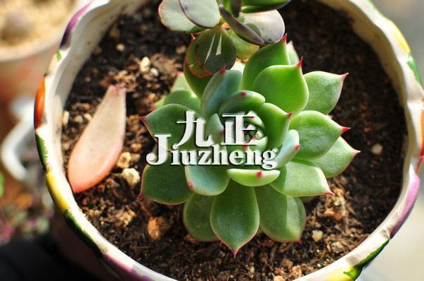 多肉植物可以吃吗 多肉植物需要松土吗