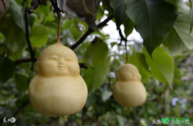 人参果竟然也可以种在家里，以后在家就能吃到自己种的果子啦！ 。。。