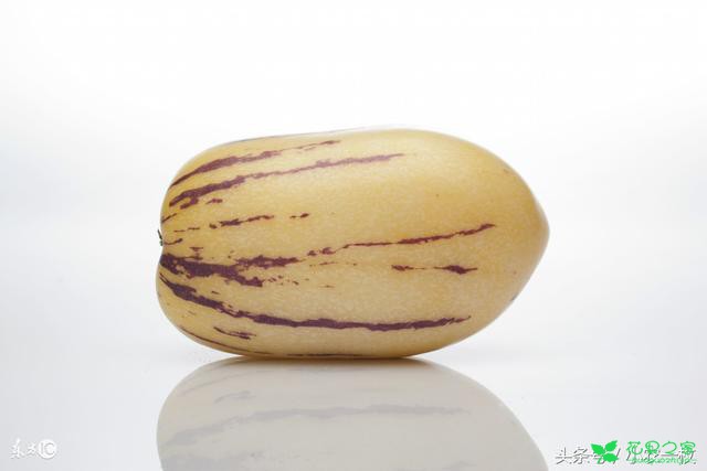 人参果竟然也可以种在家里，以后在家就能吃到自己种的果子啦！ 。。。