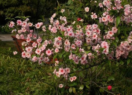 花卉植物名称及图片——粉花重瓣麦李