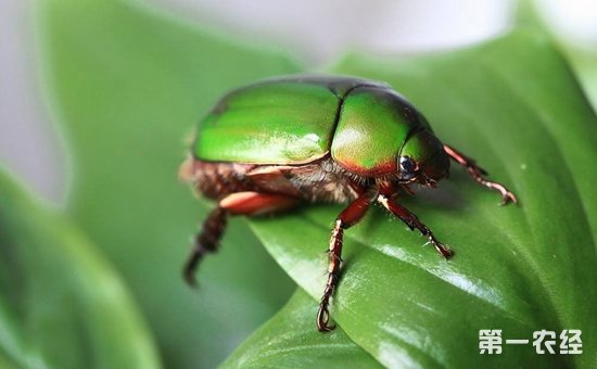 山楂树患上虫害怎么办？山楂树常见虫害的为害特点和防治方法