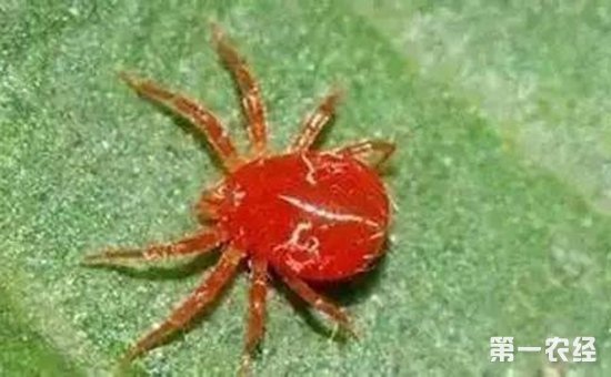山楂树患上虫害怎么办？山楂树常见虫害的为害特点和防治方法