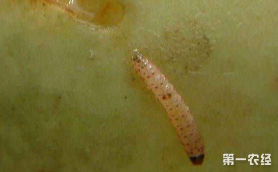 山楂树患上虫害怎么办？山楂树常见虫害的为害特点和防治方法