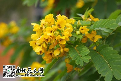 黄花槐播种育苗时的正确方法及病害防治