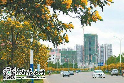 黄花槐播种育苗时的正确方法及病害防治