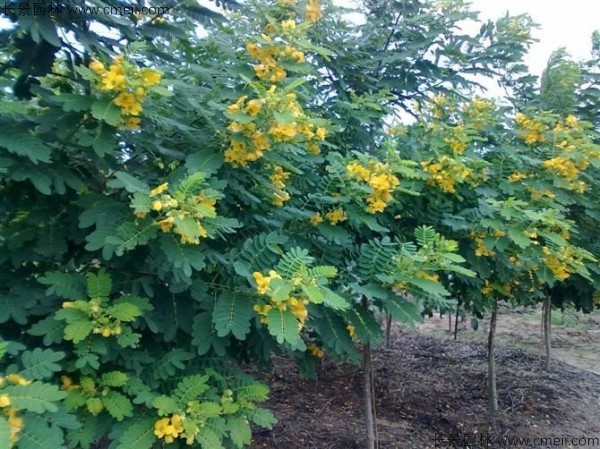 广西哪里有卖黄花槐种子的？