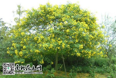 黄花槐播种育苗时的正确方法及病害防治