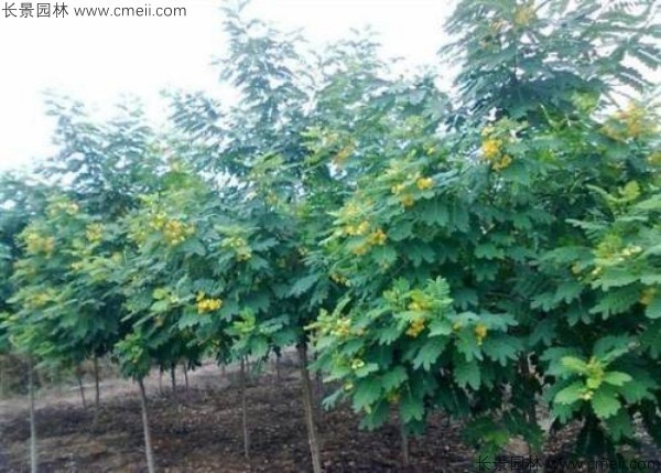 广西哪里有卖黄花槐种子的？