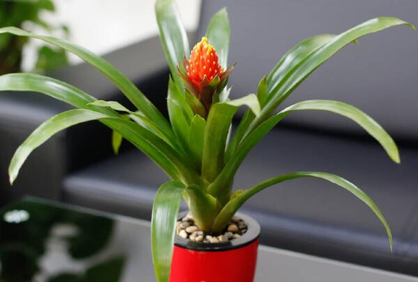 火炬花有毒吗，火炬花能放卧室吗/无毒养在室内好处多