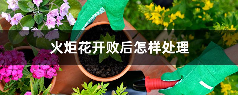 火炬花开败后怎样处理