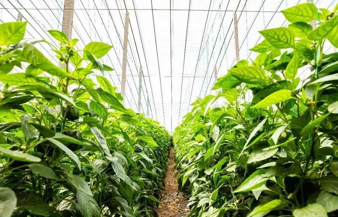 种植彩椒一季收入高达7500万元，厉害！