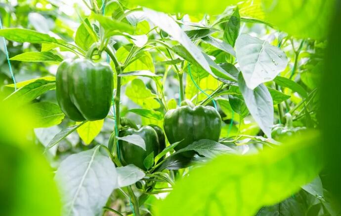 种植彩椒一季收入高达7500万元，厉害！