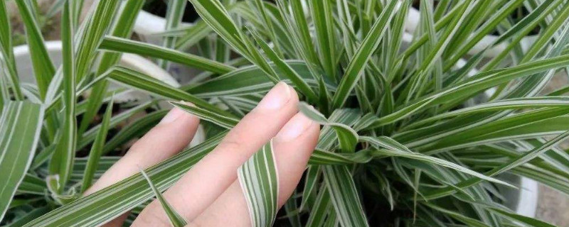 玉带草的功效和作用