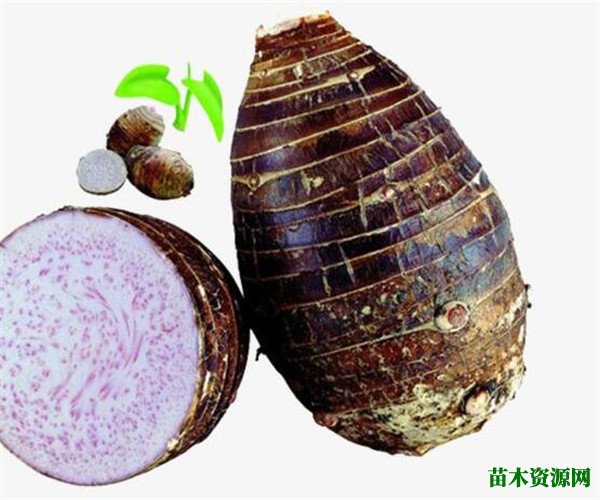 芋头发芽了还能不能吃 芋头的功效与作用