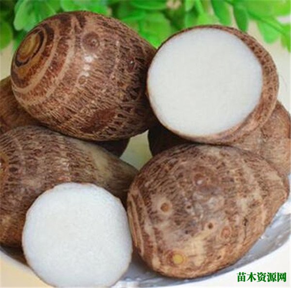 芋头发芽了还能不能吃 芋头的功效与作用