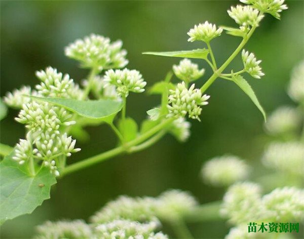 薇甘菊的危害有哪些 薇甘菊能吃吗如何治理