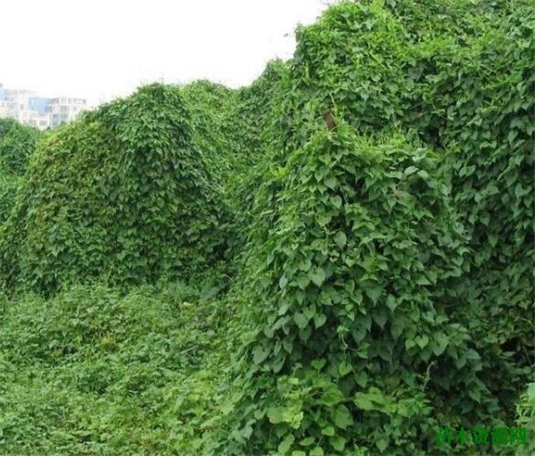 薇甘菊的危害有哪些 薇甘菊能吃吗如何治理