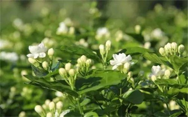 卧室适合放什么植物 哪些植物有助睡眠