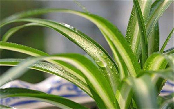 卧室适合放什么植物 哪些植物有助睡眠