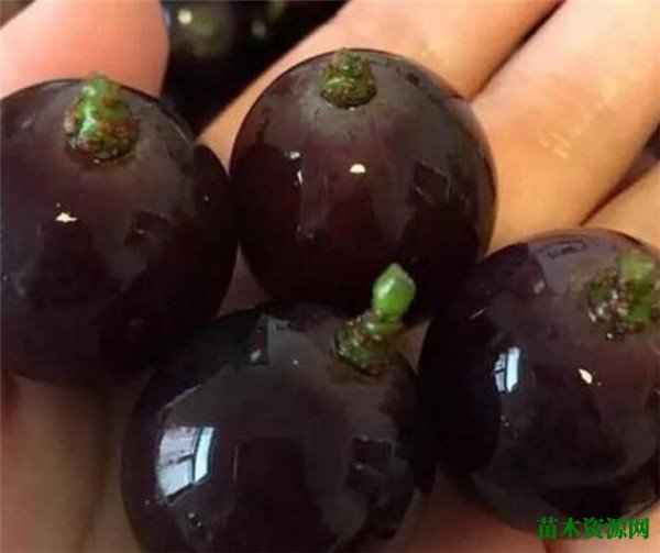 葡萄怎么洗 葡萄皮能吃吗 吃葡萄上火吗